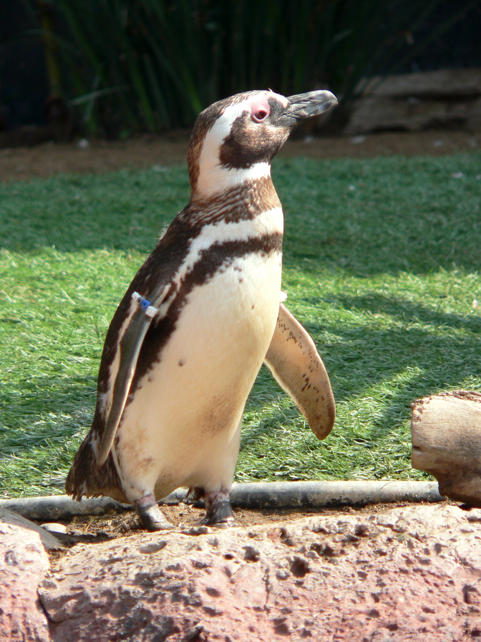 p1080291.jpg - Penguin
