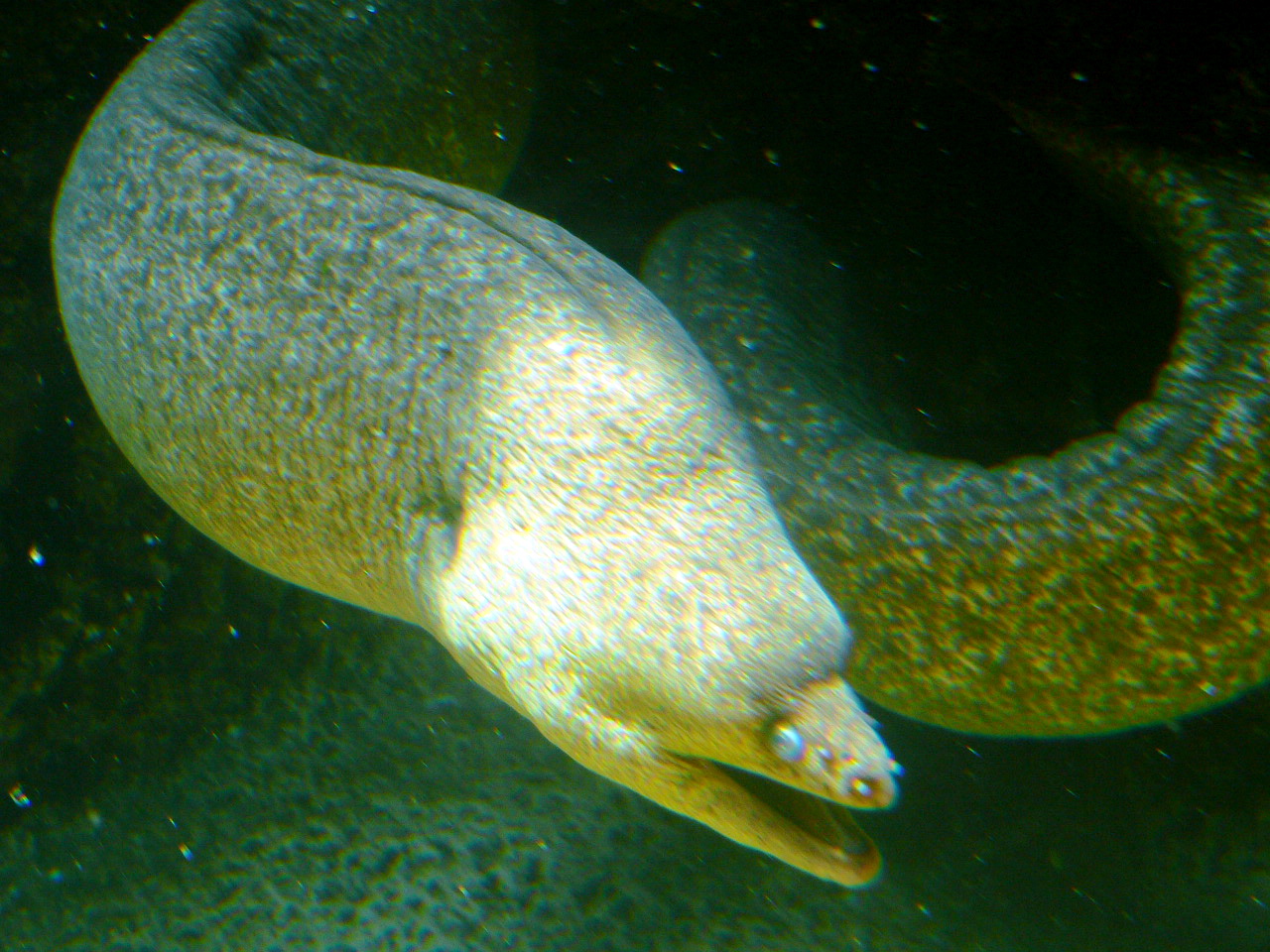 Eel