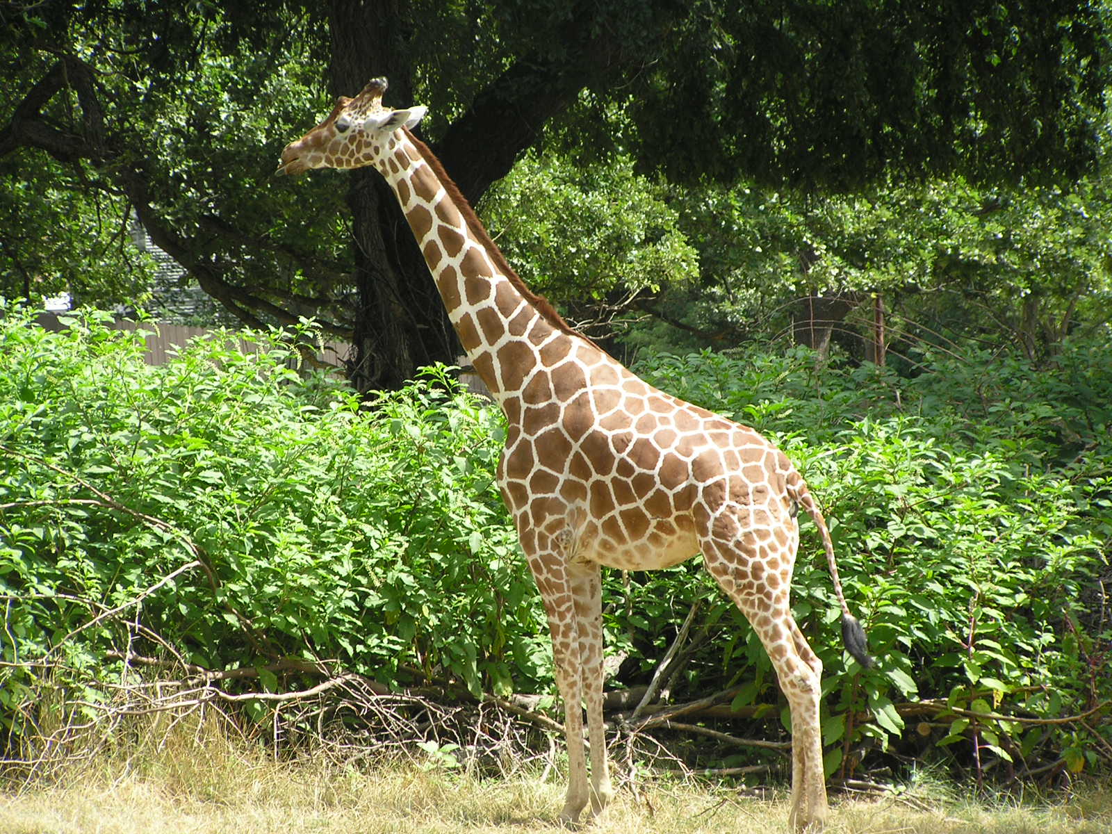 Giraffe