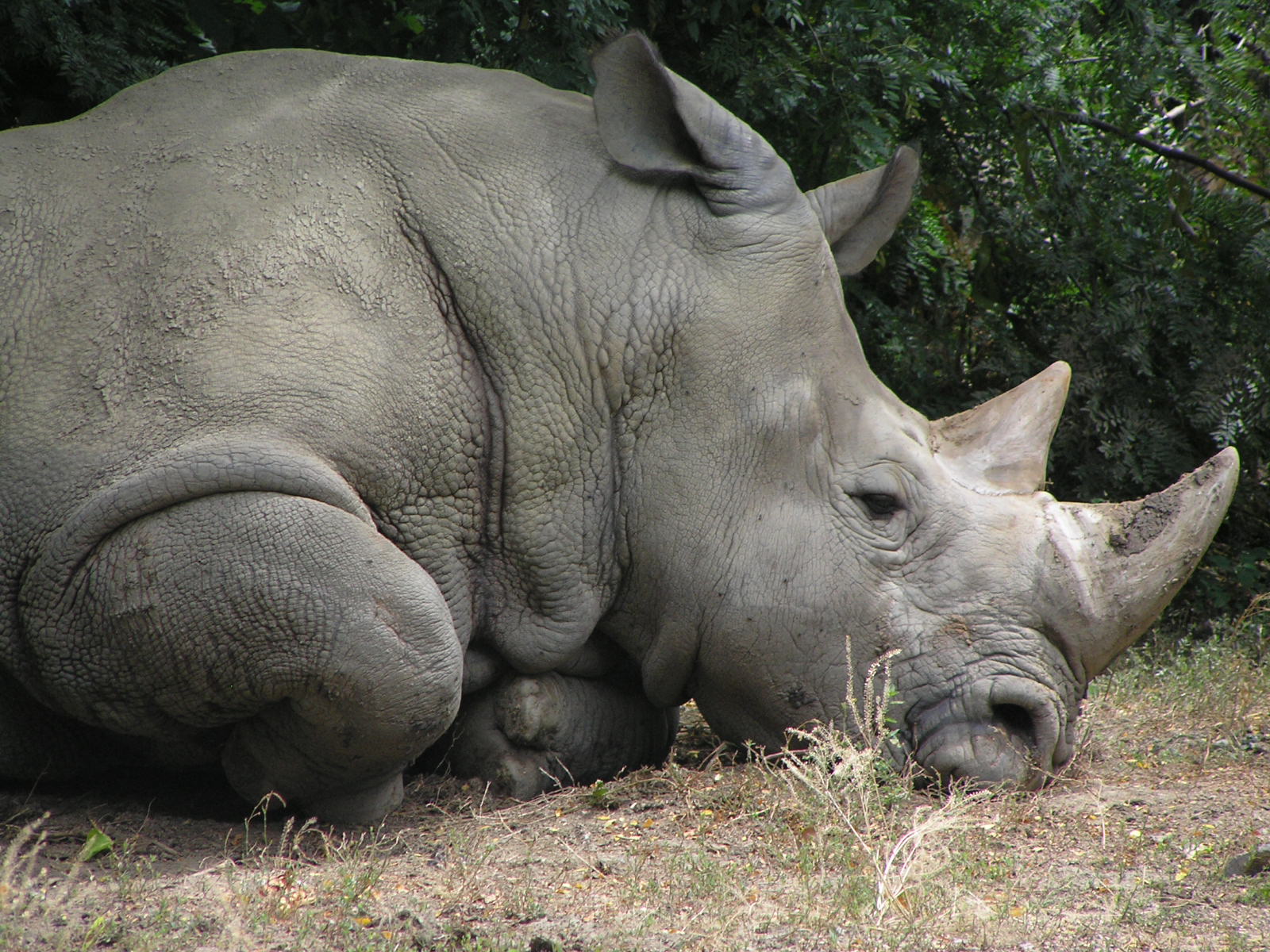 Rhino