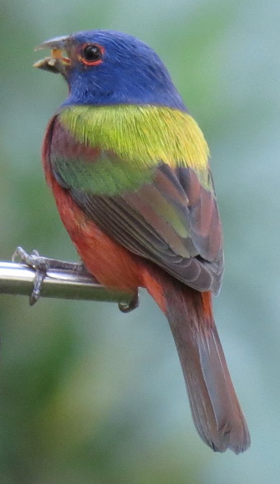 paintedbunting.jpg