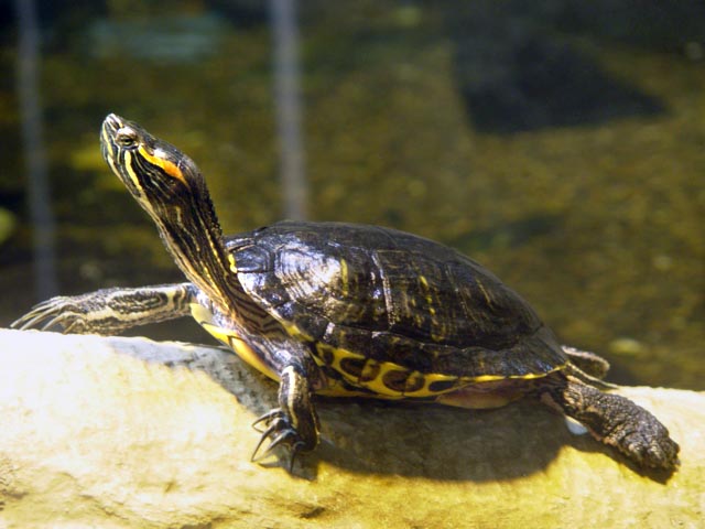 paintedturtle3.jpg
