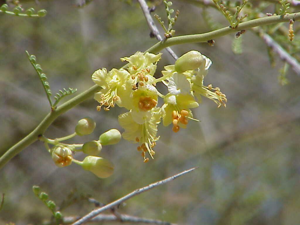 Palo Verde Flower