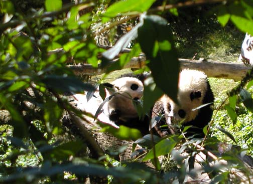 pandas at play