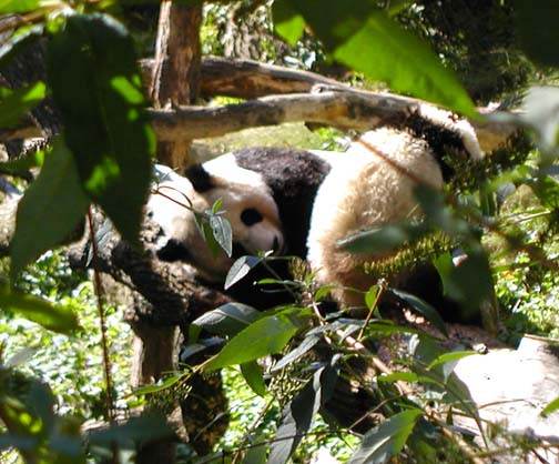 pandas at play