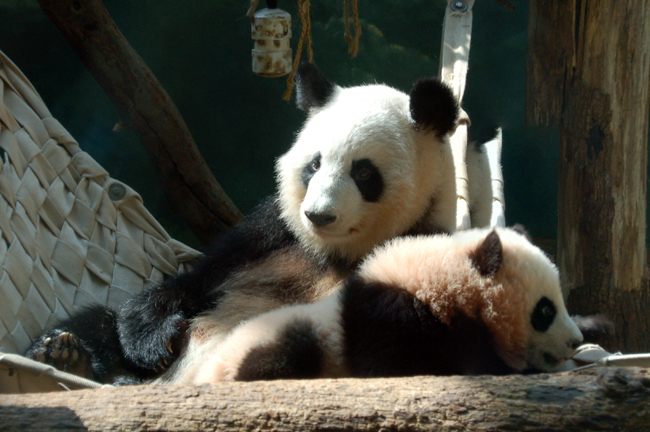 mother panda, Yun Yun, with baby, Po