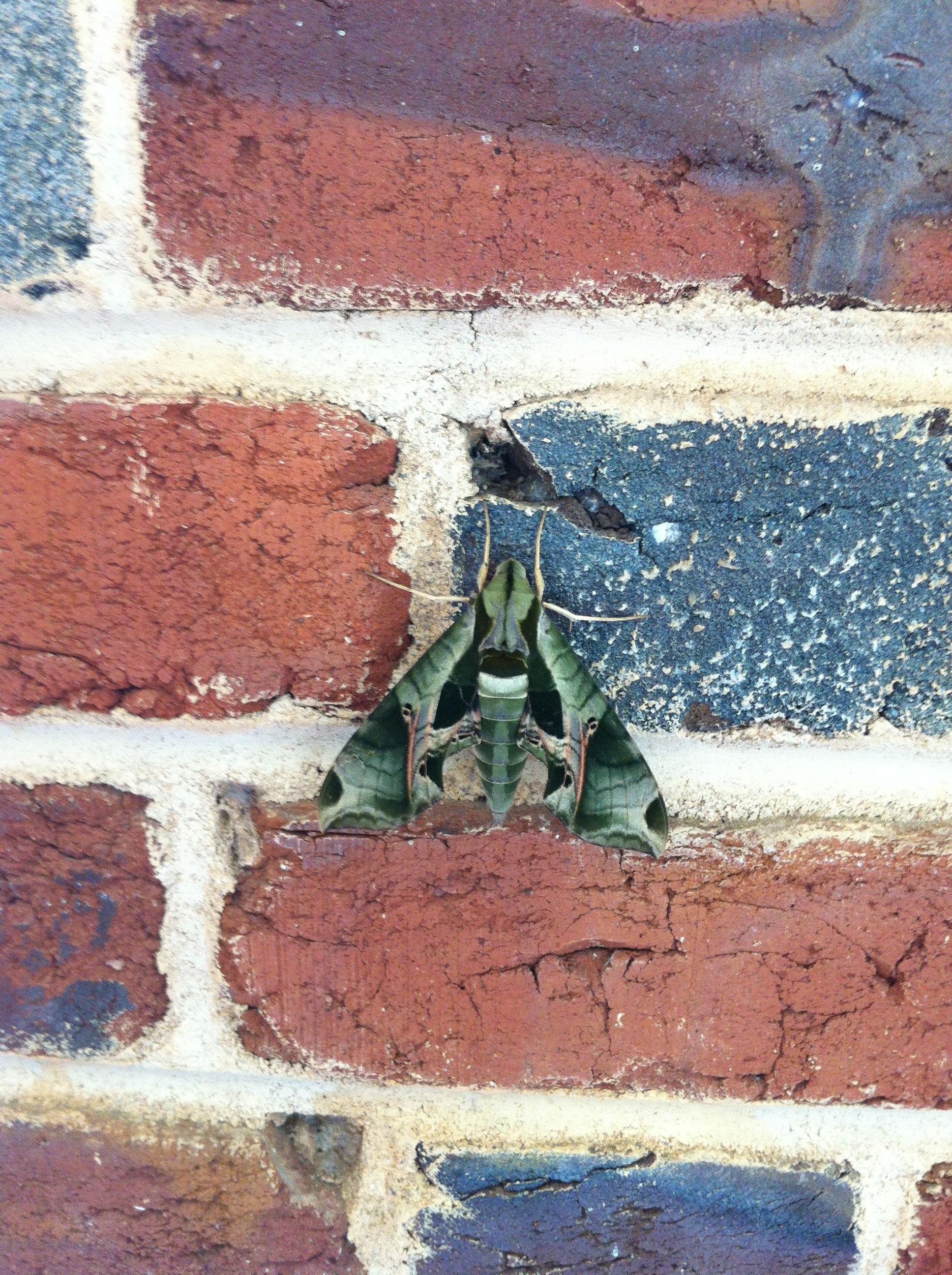 Pandorus Sphinx Moth