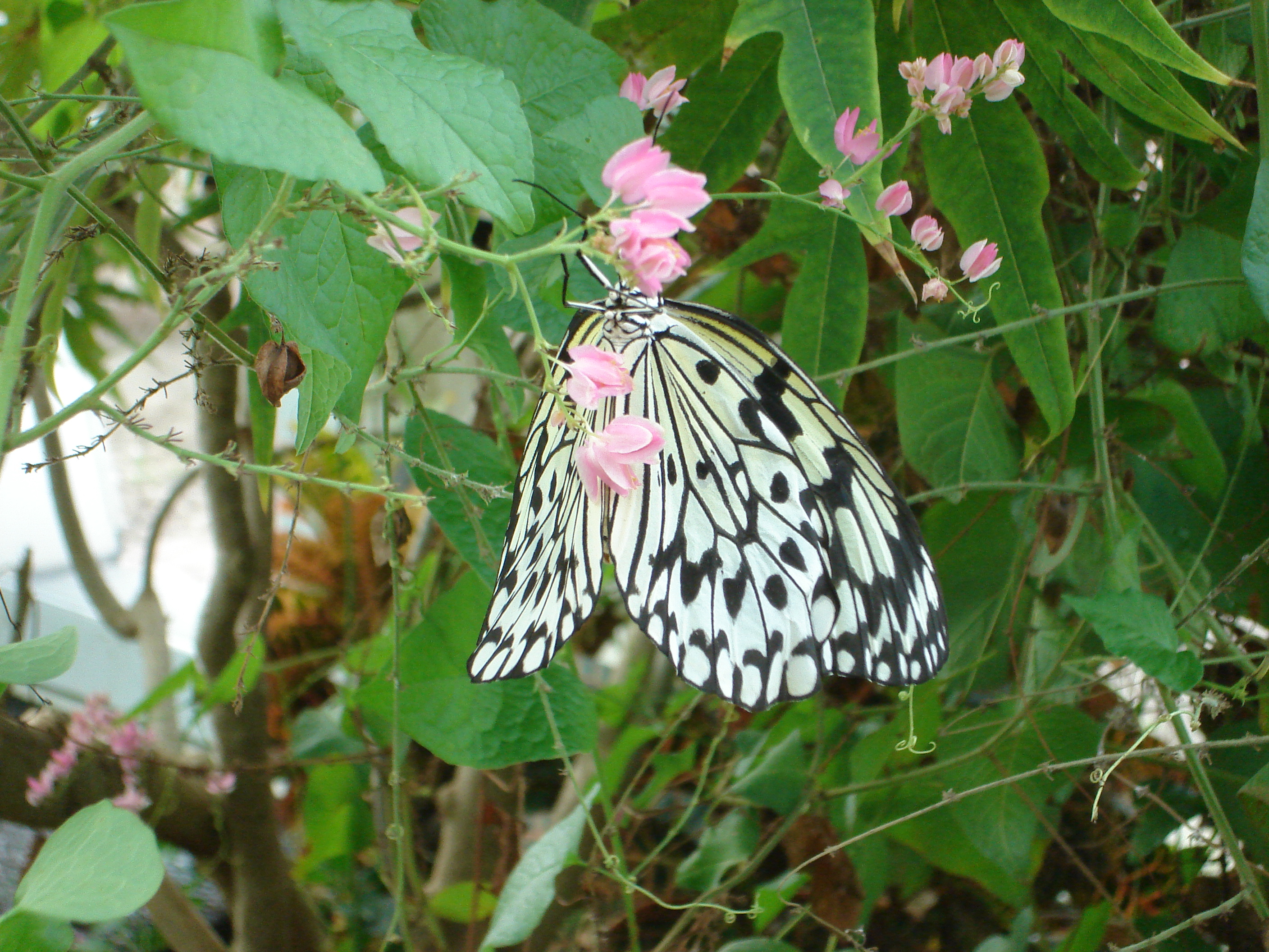 The Paper Kite Butterfly