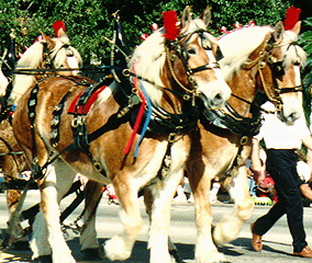 Anheiser Bush Clydesdales in the Citrus Bowl Parade, Orlando Florida