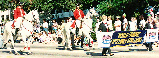 Lippizzaner Stallions in the Citrus Bowl Parade Orlando, Florida