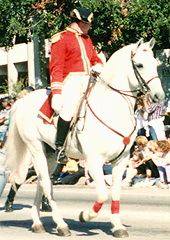 Lipizzaner Stallions in the Citrus Bowl Parade Orlando, Florida