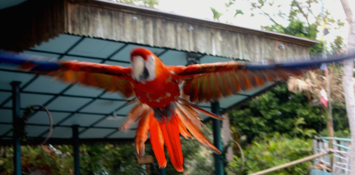 bird in flight