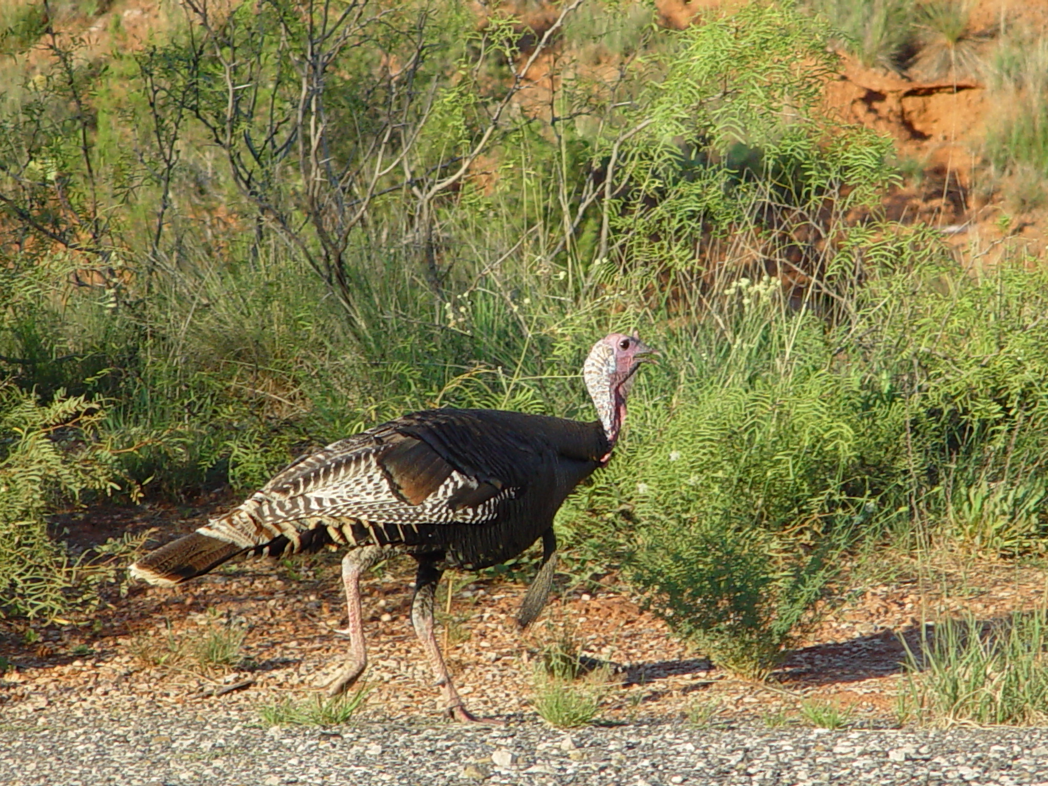 Wild Turkey!