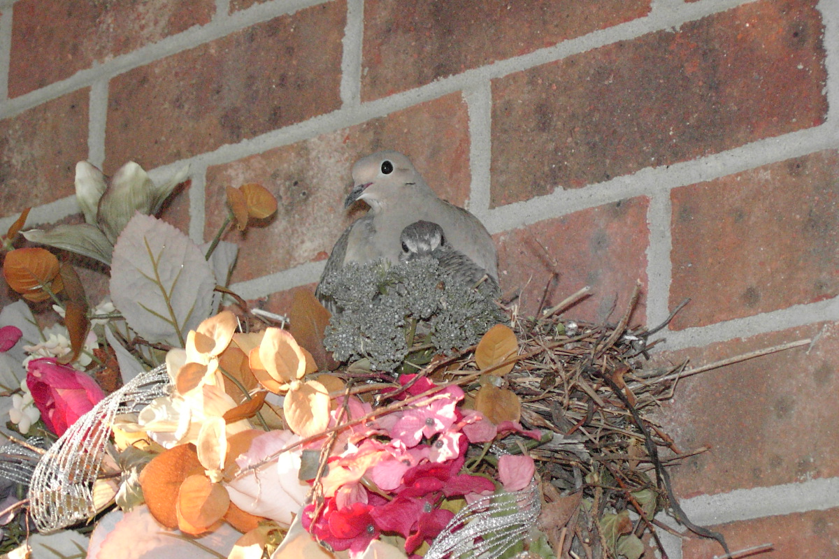 Mama & Baby Dove