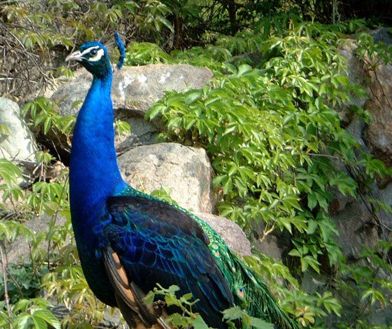 Peacock color