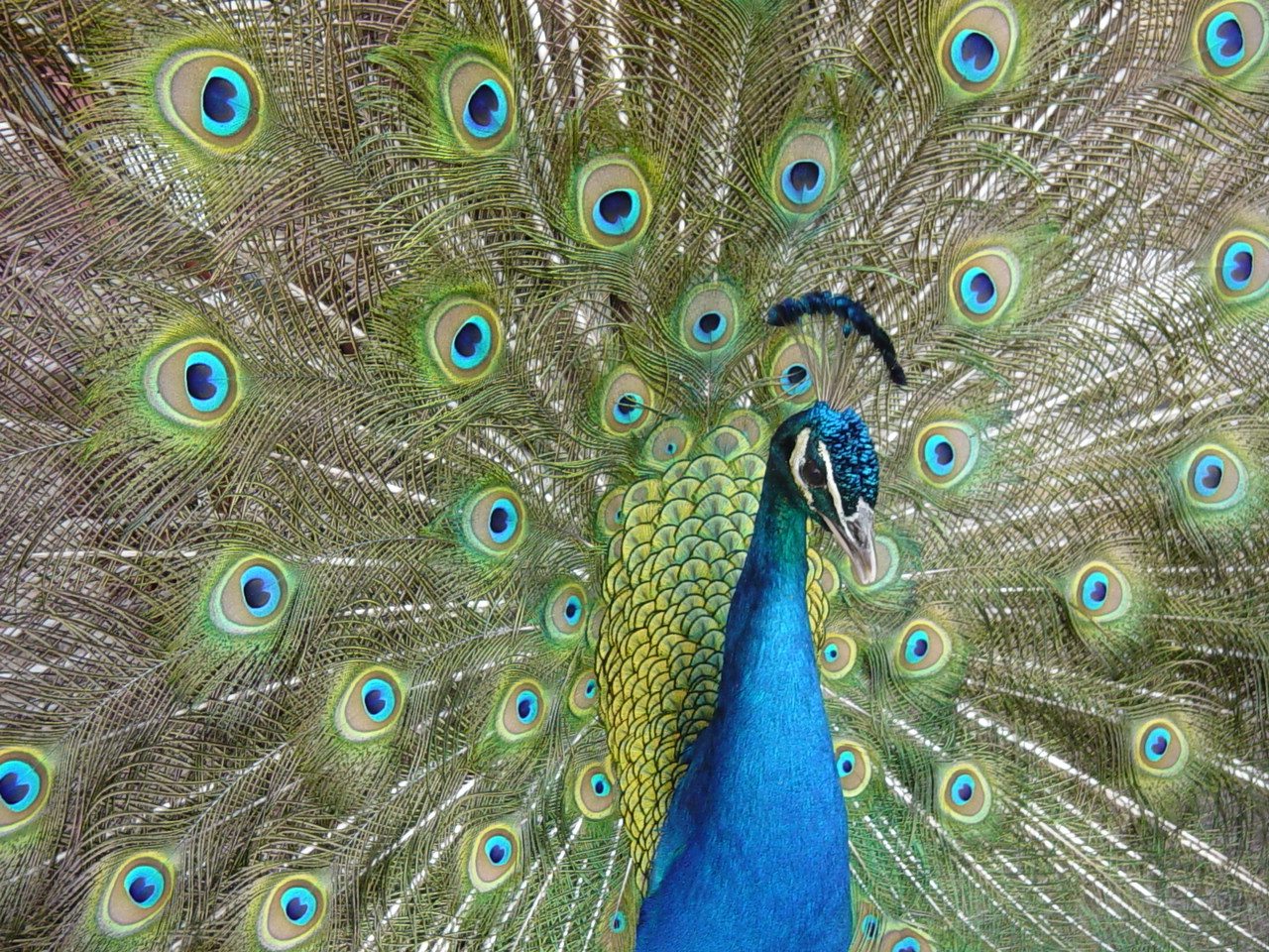 Peacock's plumage at Oak Mountain State Park