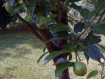 Bartlett Pears