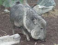 peccary