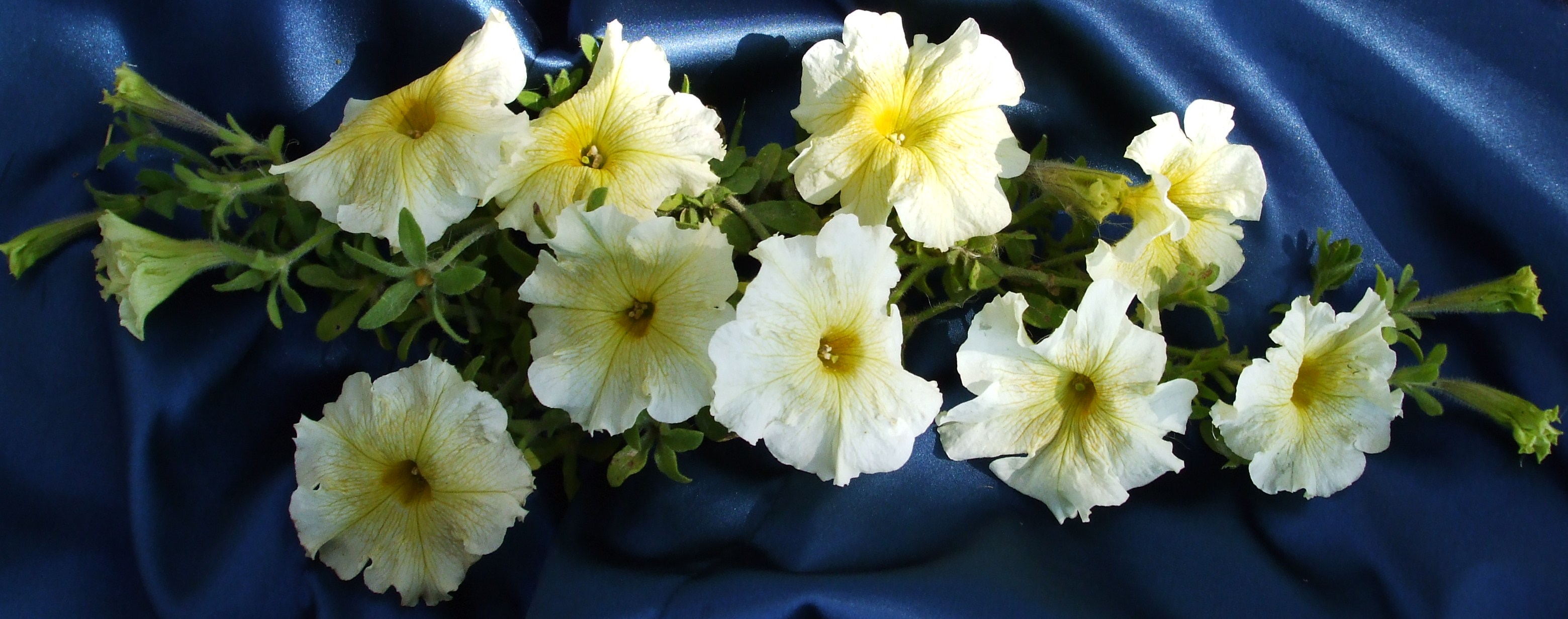 Flower Arrangement