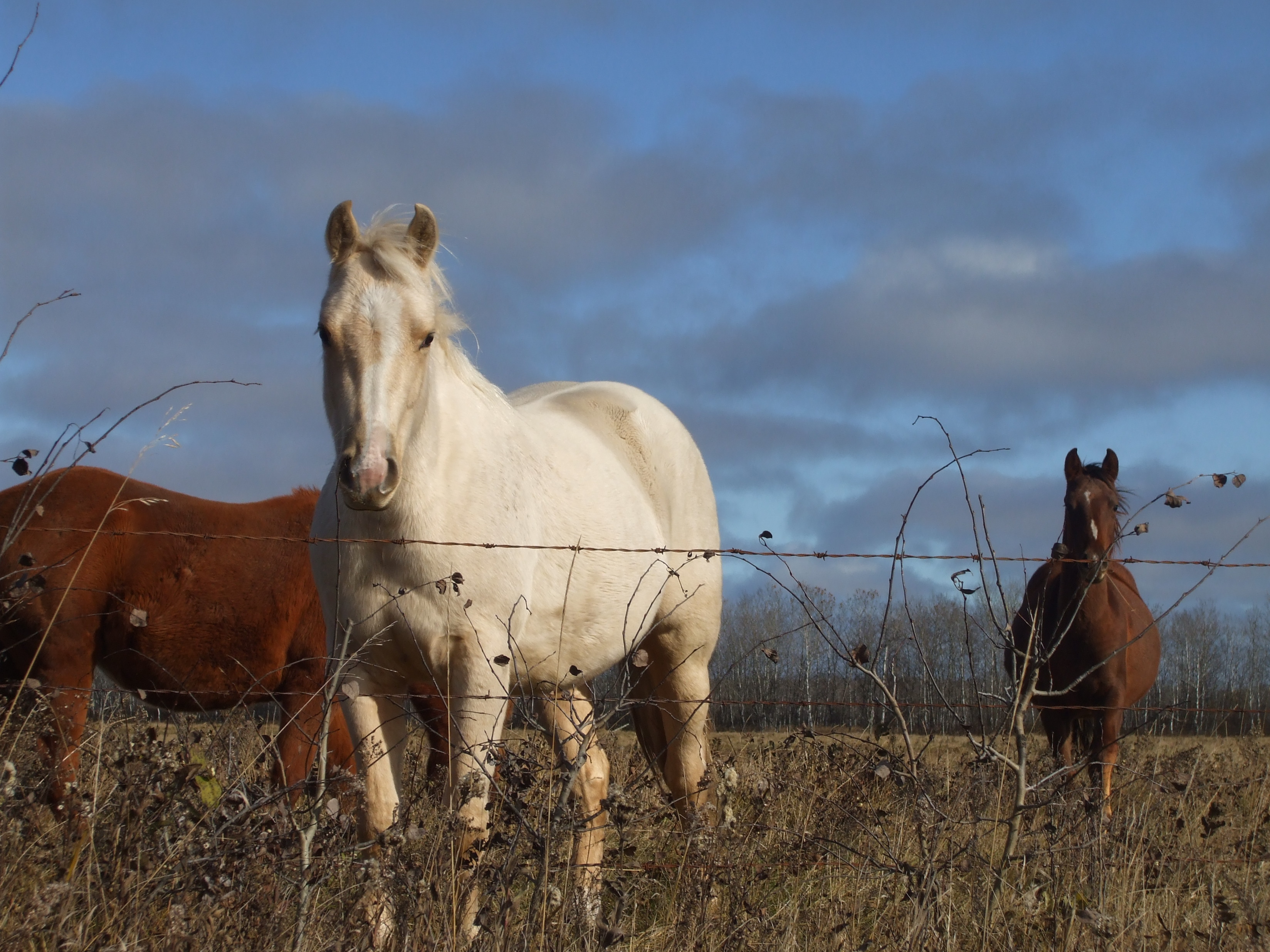 HORSES