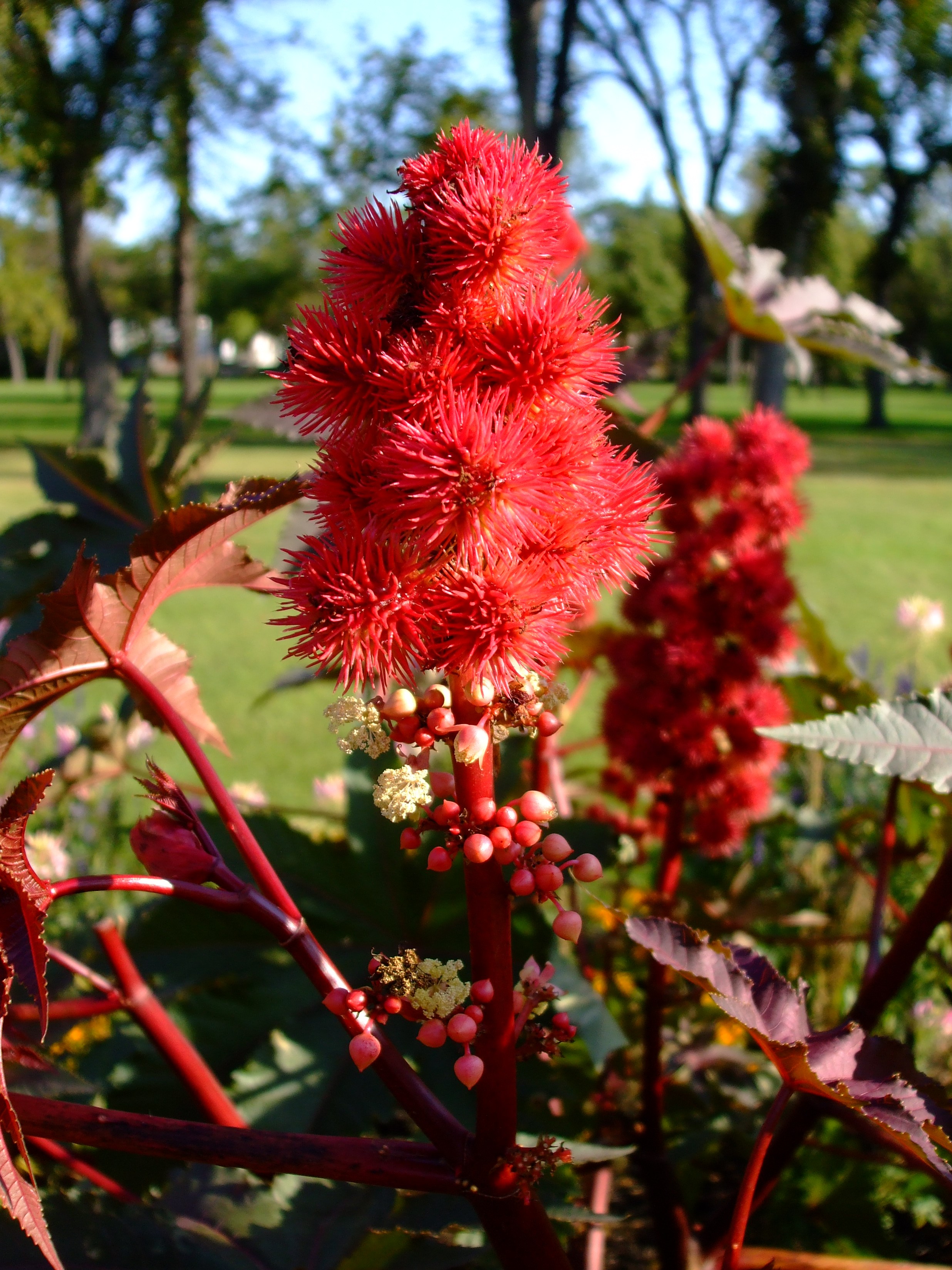 red flowers