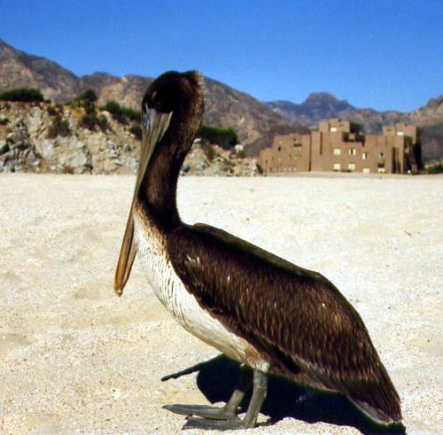 pelican03.jpg