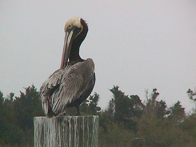 Pelican pearched