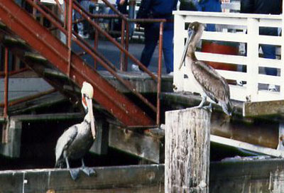 pelicans.jpg