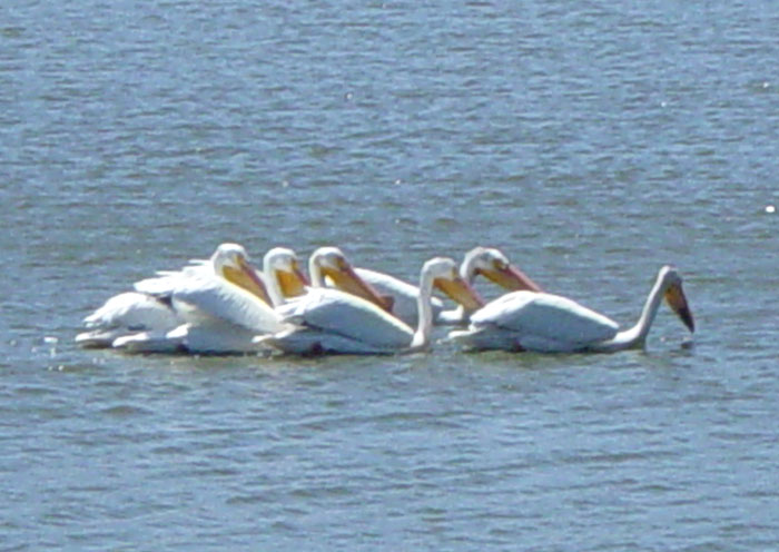 Pelicans