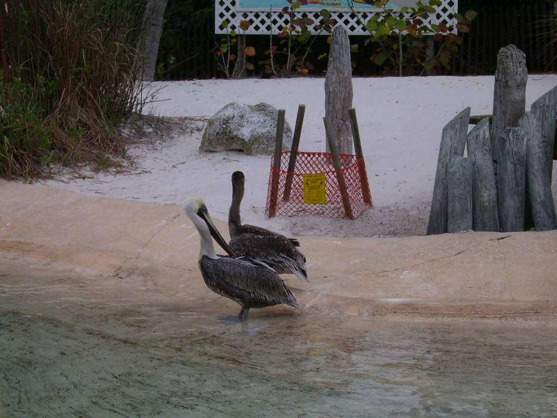 Pelicans at Sea World