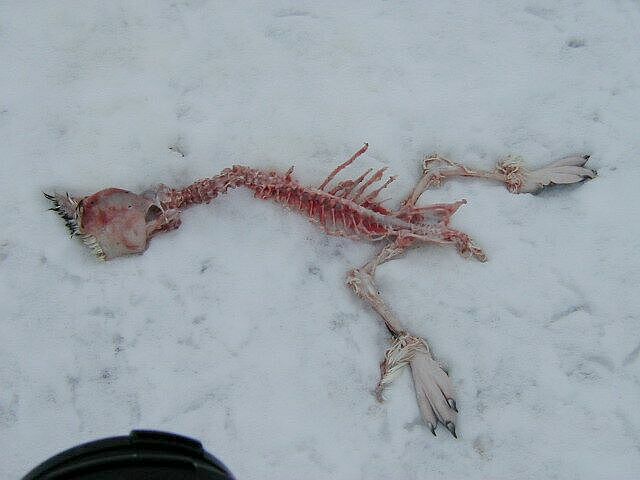 Penguin carcass