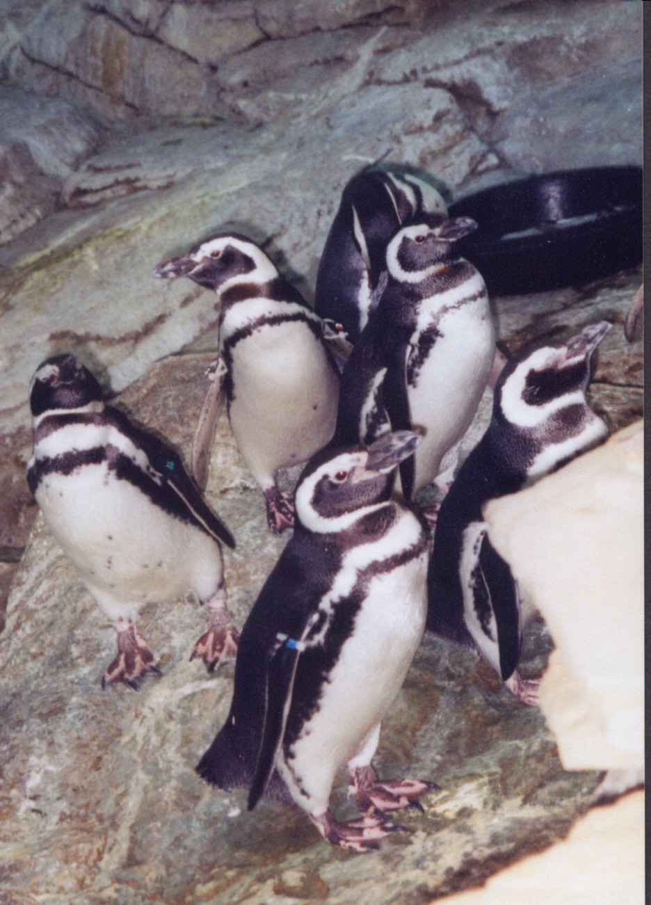 penguines2.jpg