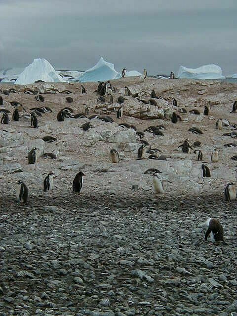 Penguin rookery