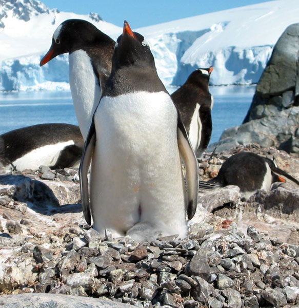 Gentoo penguin with young at its feet