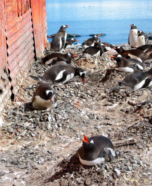 penguins14.jpg