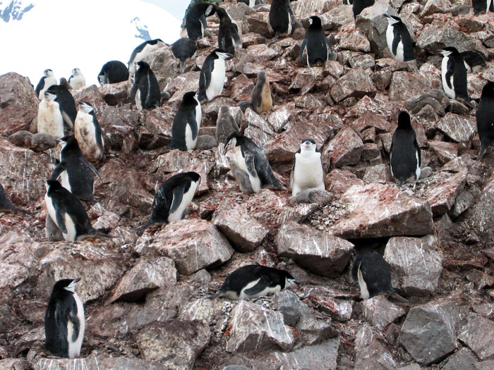 Chinstrap penguins with young