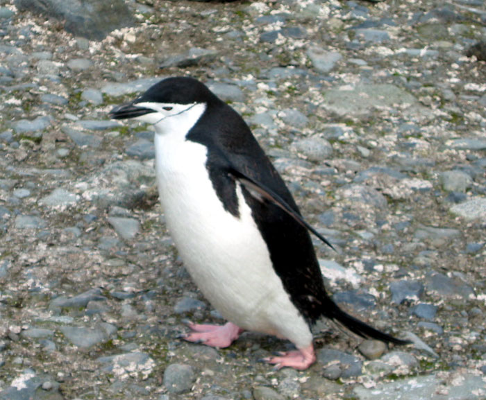 penguins33.jpg - Chinstrap penguin