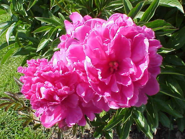 peonies04.jpg