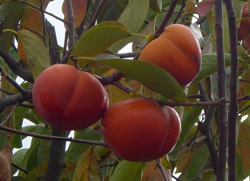 Persimmons