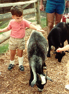 Petting a goad in the petting area of the Central Florida Zoo.