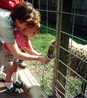 Feeding sheep in the petting area at the Central Florida Zoo.