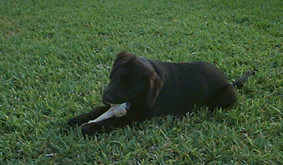 A lab puppy named Gator eating a bone.
