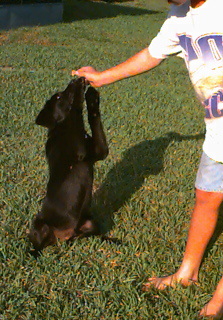 A lab named Gator begging.