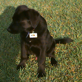 A lab puppy named Gator sitting.