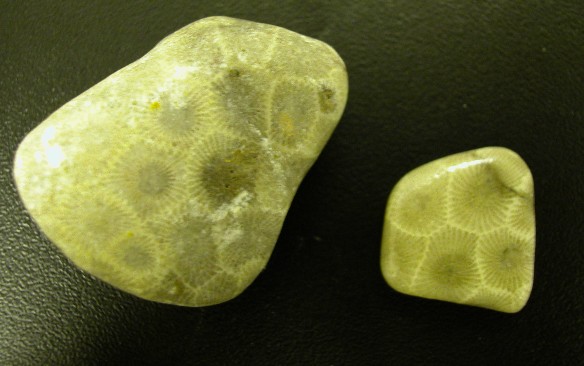 Petoskey stone, fossilized coral, is Michigan's official State stone.