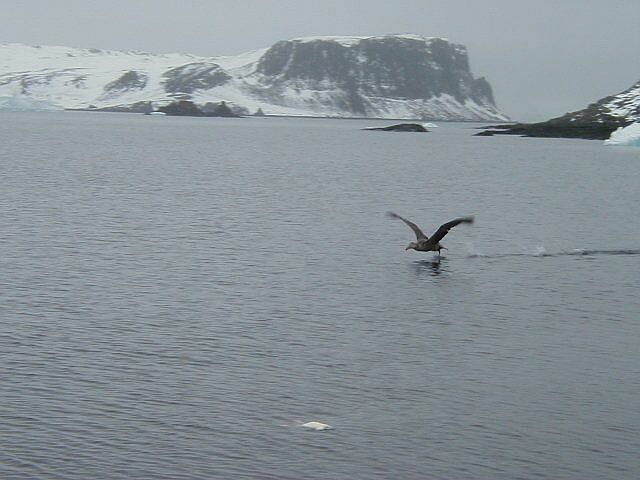 petrel-takeoff.jpg