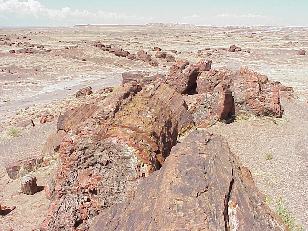 petrifiedforest2.jpg