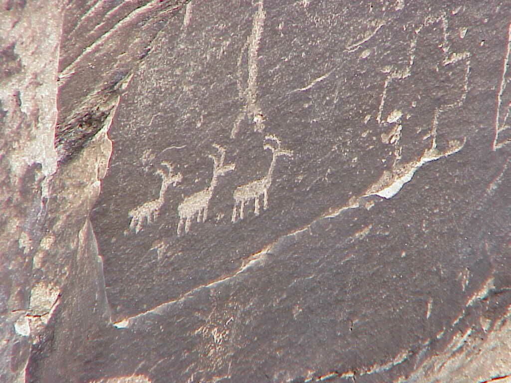 Herd at Rio Puerco Pueblo