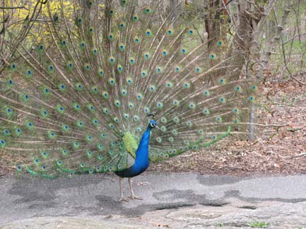 pheasant on display