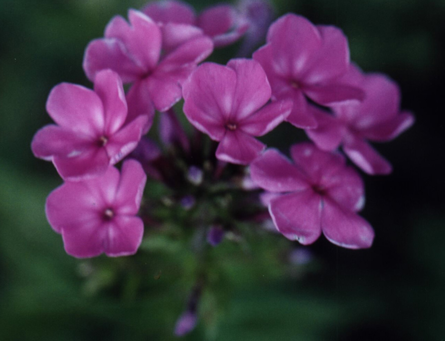 Phlox